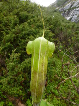 Image of Jacquemont's Cobra-Lily