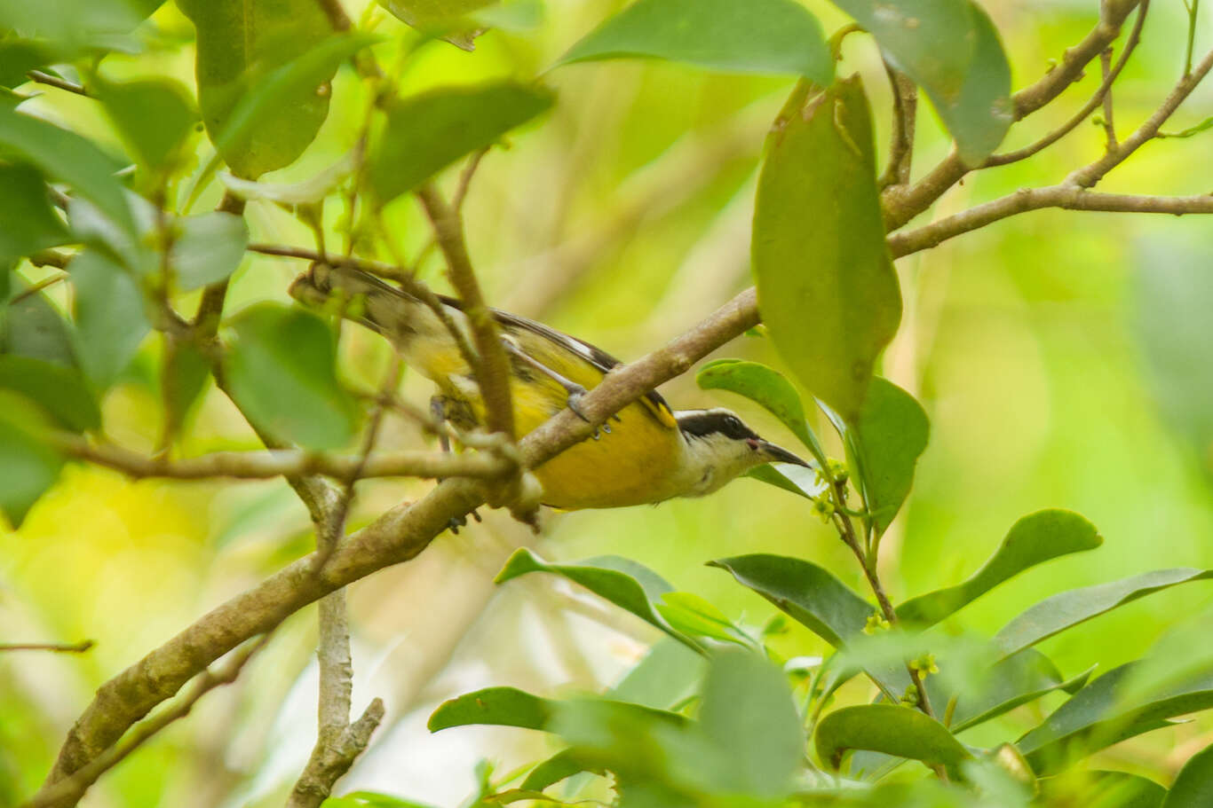 Coereba flaveola caboti (Baird & SF 1873) resmi