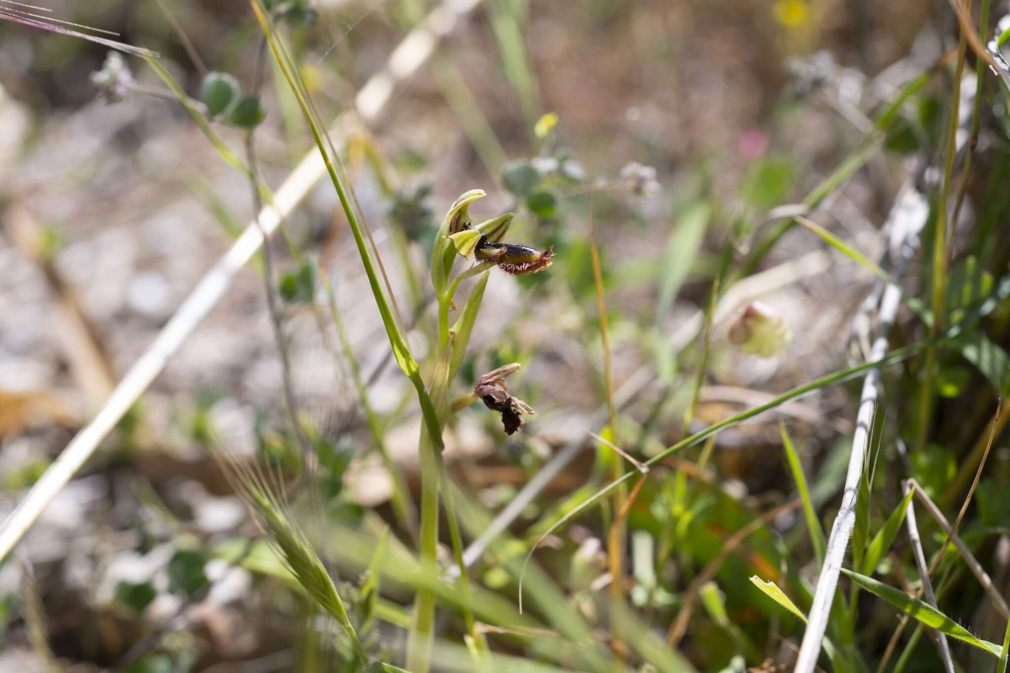 Image of Ophrys speculum subsp. regis-ferdinandii (Acht. & Kellerer ex Renz) Soó