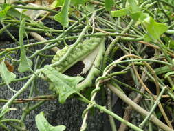 Araujia brachystephana (Griseb.) Fontella & Goyder resmi