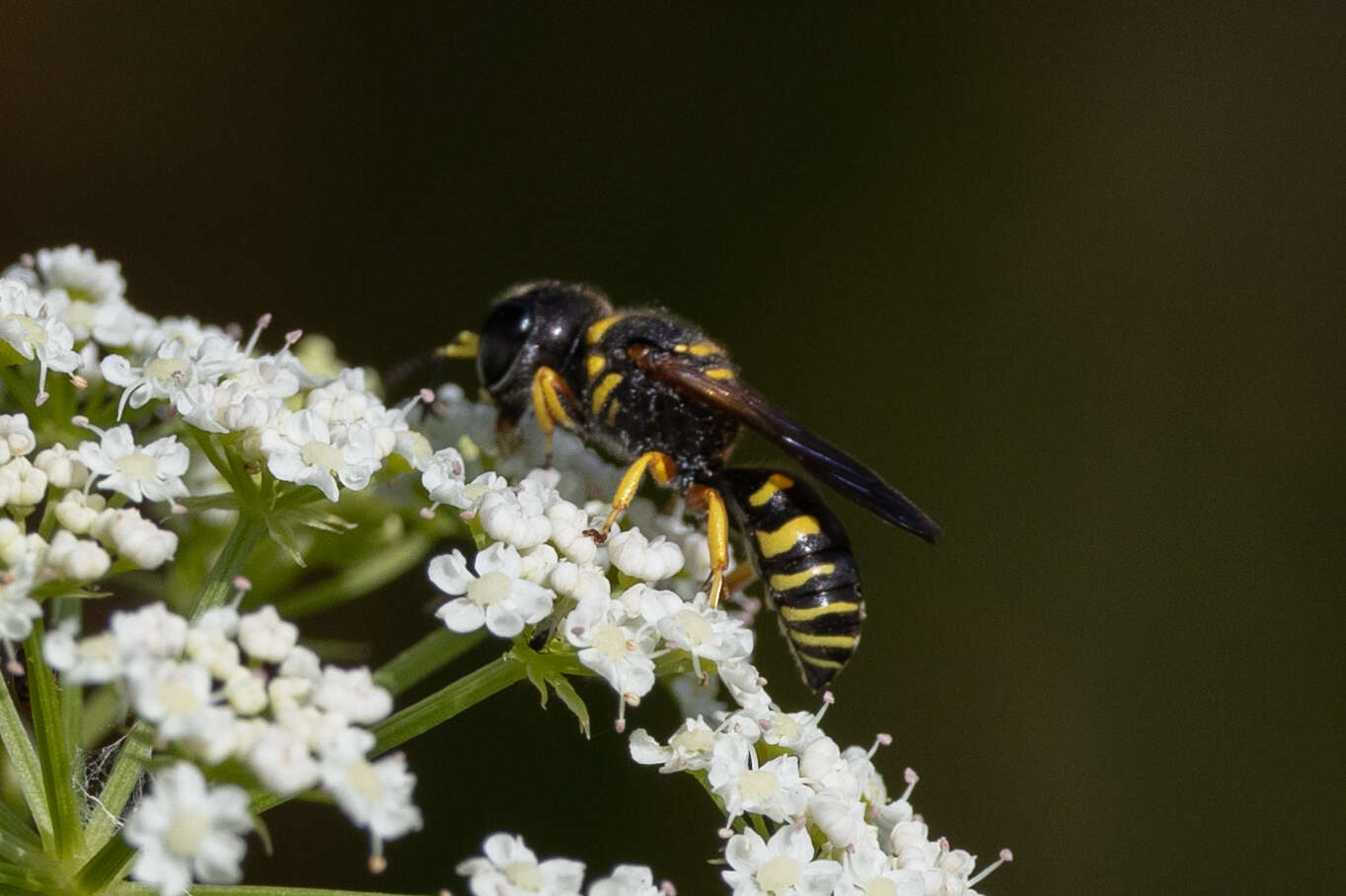 Plancia ëd Ectemnius decemmaculatus (Say 1823)