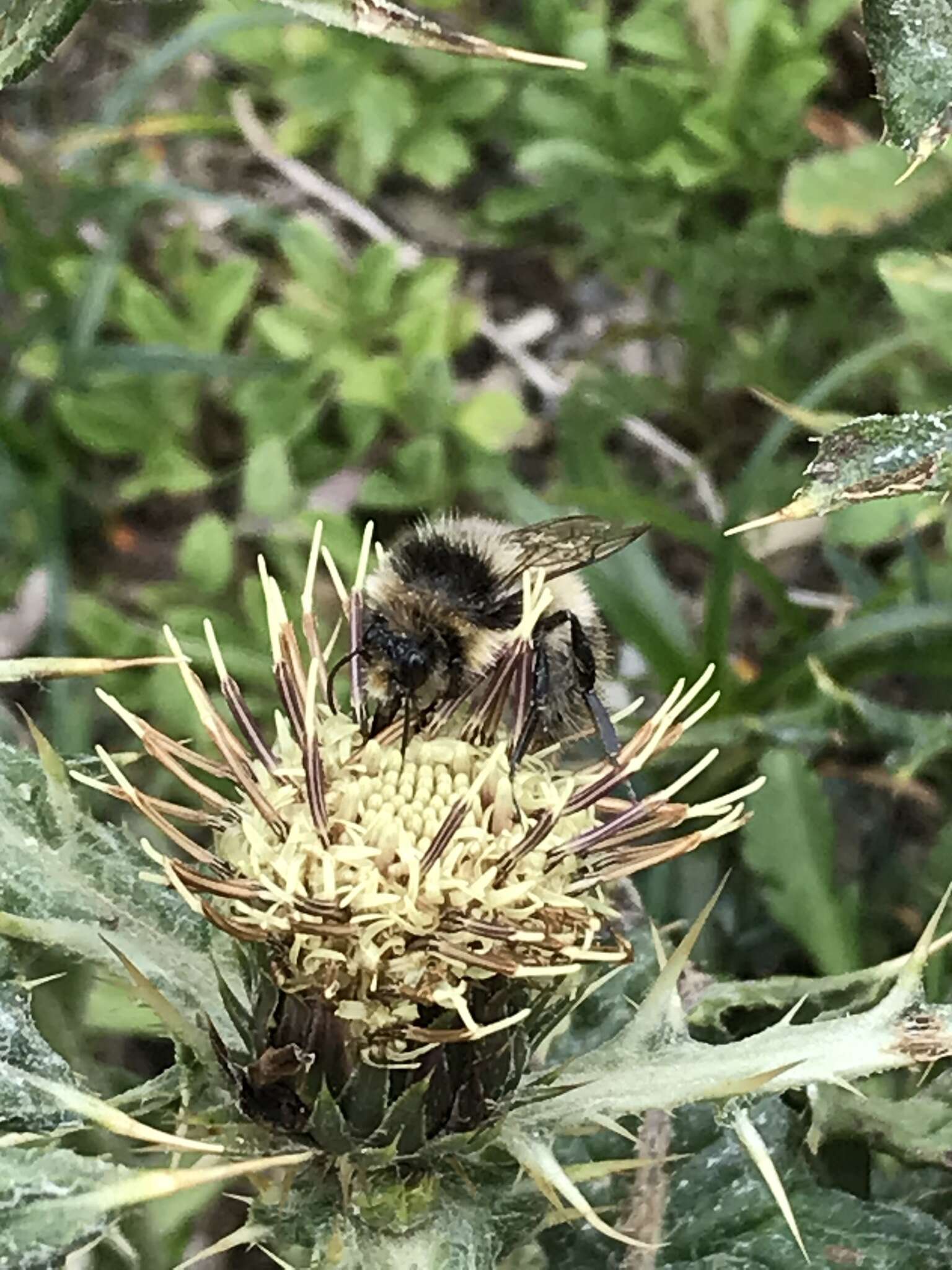 Image of Bombus formosellus (Frison 1934)