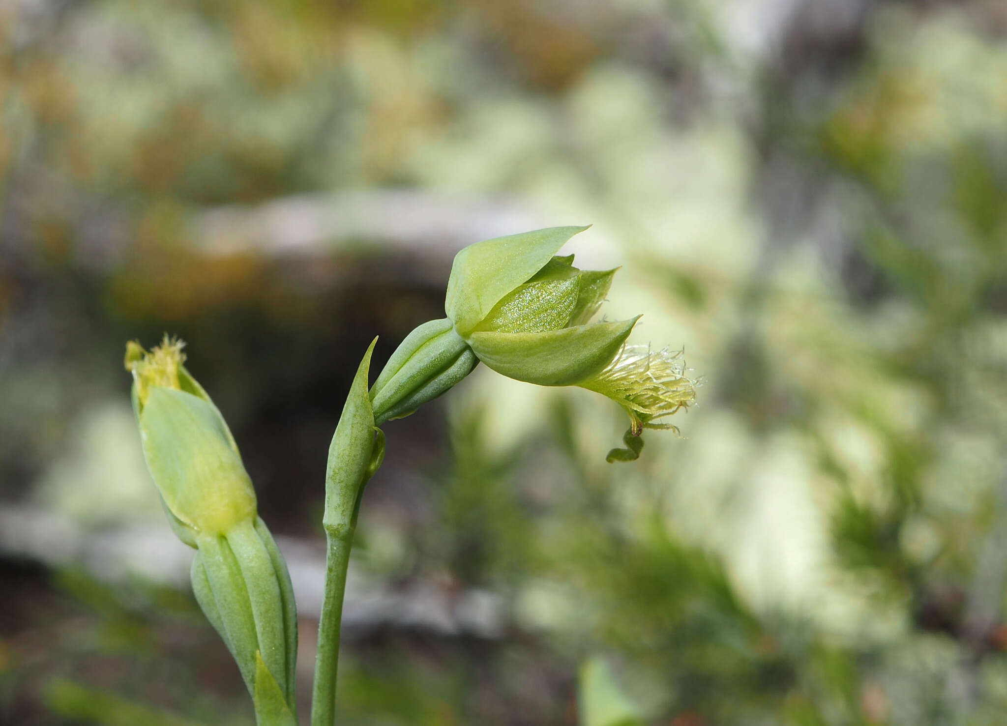 Image of Pale beard orchid