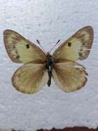 Image of Colias chrysotheme (Esper 1777)