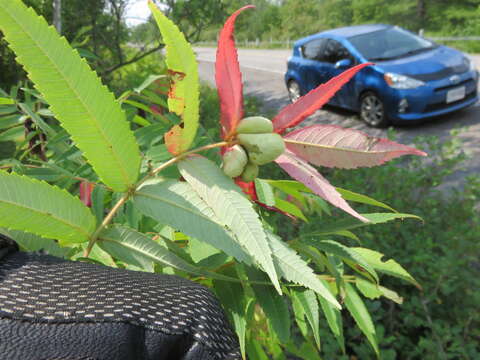 Image of Sumac Gall Aphid