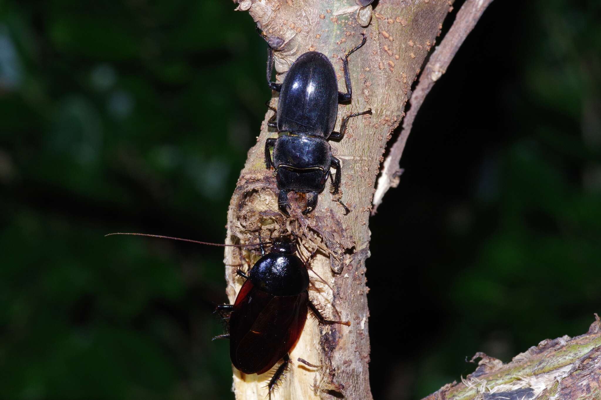 Image of Periplaneta japanna Asahina 1969