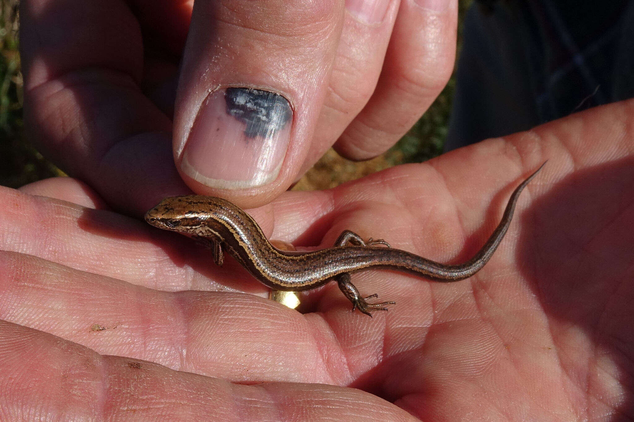 Image de Oligosoma inconspicuum (Patterson & Daugherty 1990)