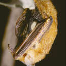 Image of Damara Woolly Bat -- Damara Woolly Bat