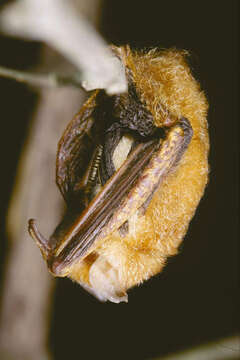 Image of Damara Woolly Bat -- Damara Woolly Bat