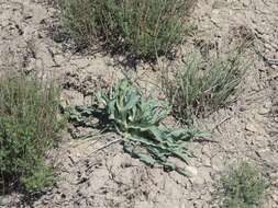 Image of Tragopogon marginifolius Pawl.