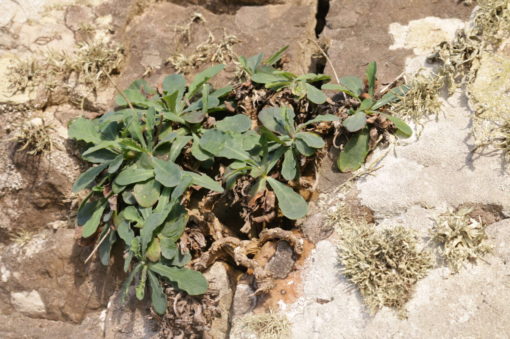 Hypochaeris laevigata (L.) Cesati resmi