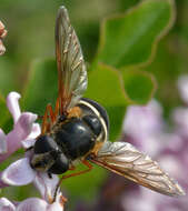 Image of Sericomyia nigra Portschinsky 1873