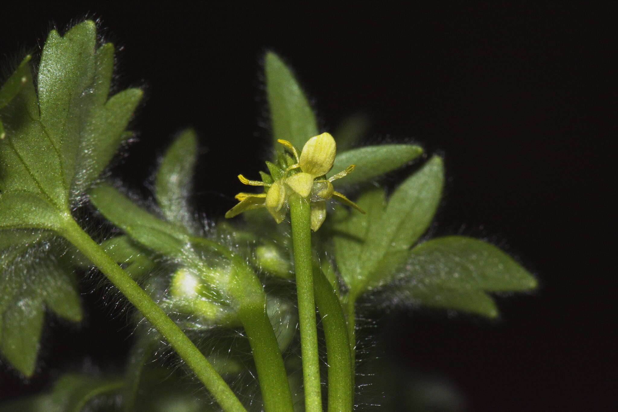 Image of smallflower buttercup