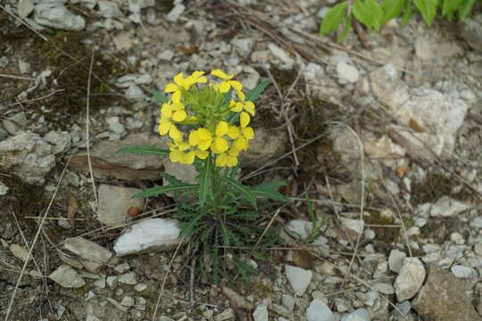 Image of Erysimum callicarpum Lipsky