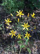 Image of common goldenstar