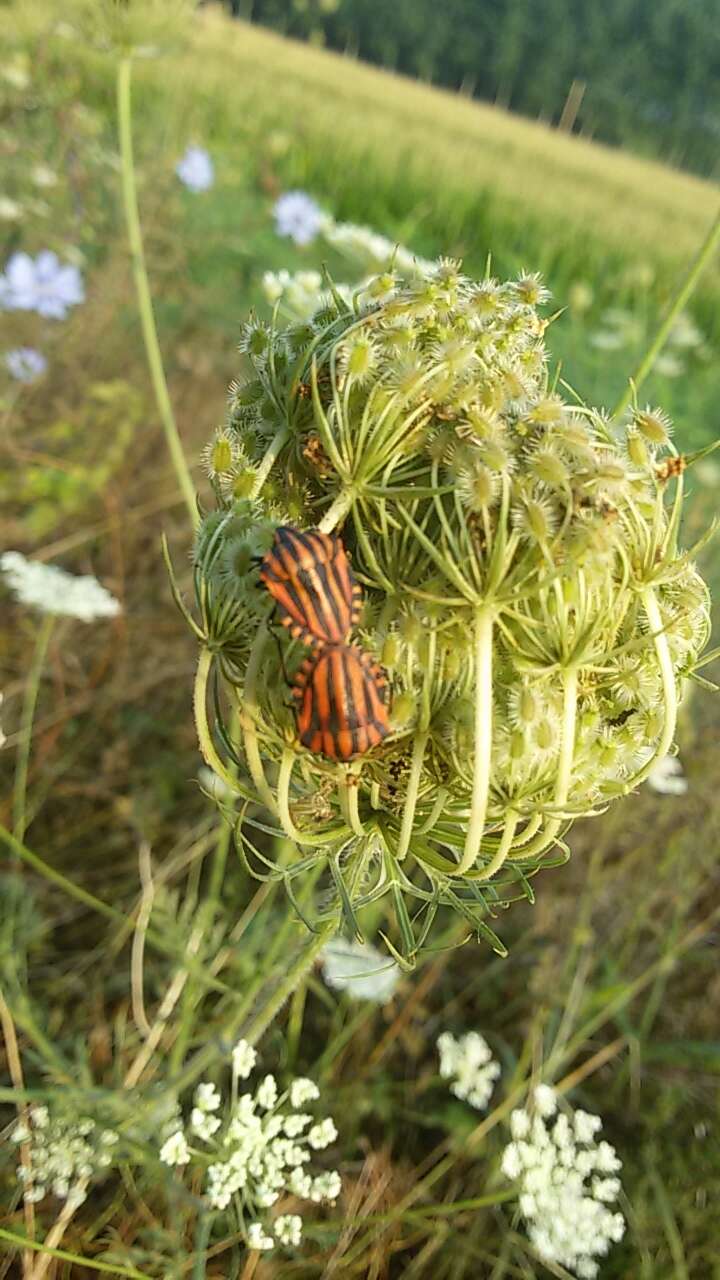 Image of Graphosoma italicum italicum