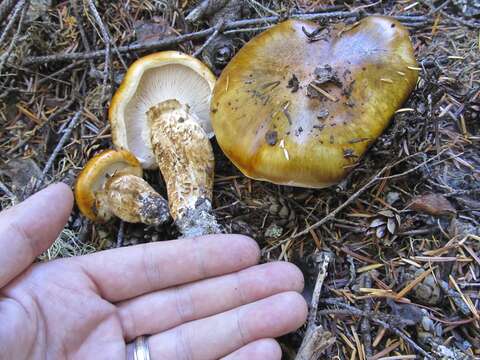 Tricholoma focale (Fr.) Ricken 1914 resmi