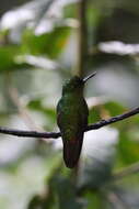 Image of Chestnut-breasted Coronet