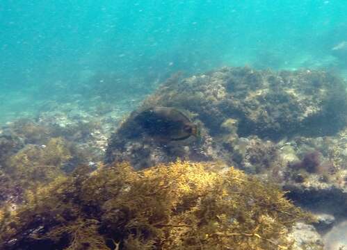 Image of Spiny-tailed leatherjacket