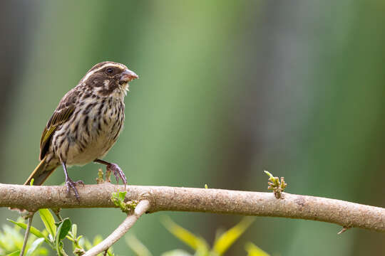 Image of Streaky Seedeater