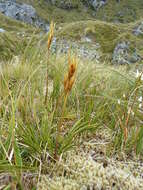 Image of Aciphylla lyallii Hook. fil.