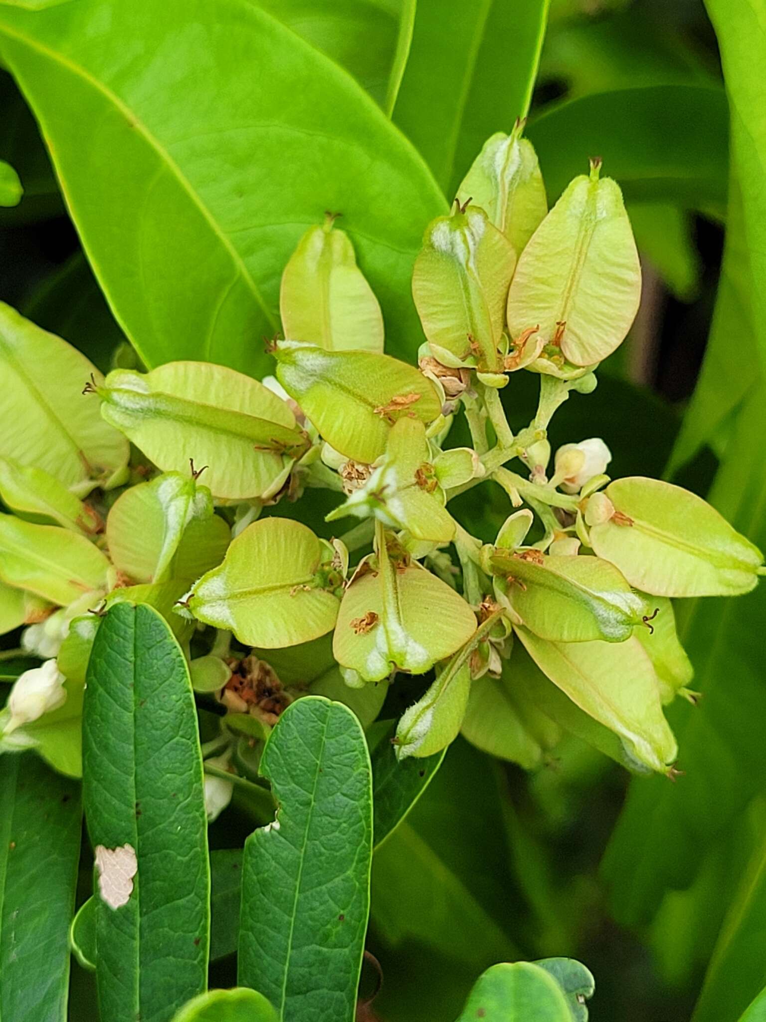 Serjania paucidentata DC. resmi