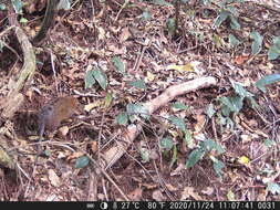 Image of Checkered Elephant Shrew