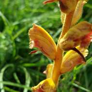 Image of Orobanche gracilis Sm.