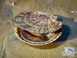 Image of Bermuda sand scallop