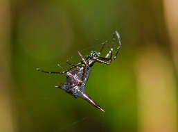 صورة Micrathena pilaton Levi 1985