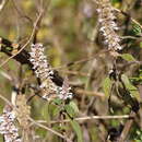 Image of Cunila jaliscana García-Peña & J. G. González