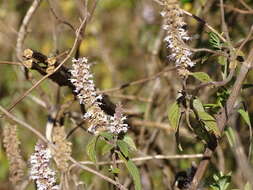 Image of Cunila jaliscana García-Peña & J. G. González