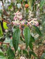 Image de Miconia auricoma