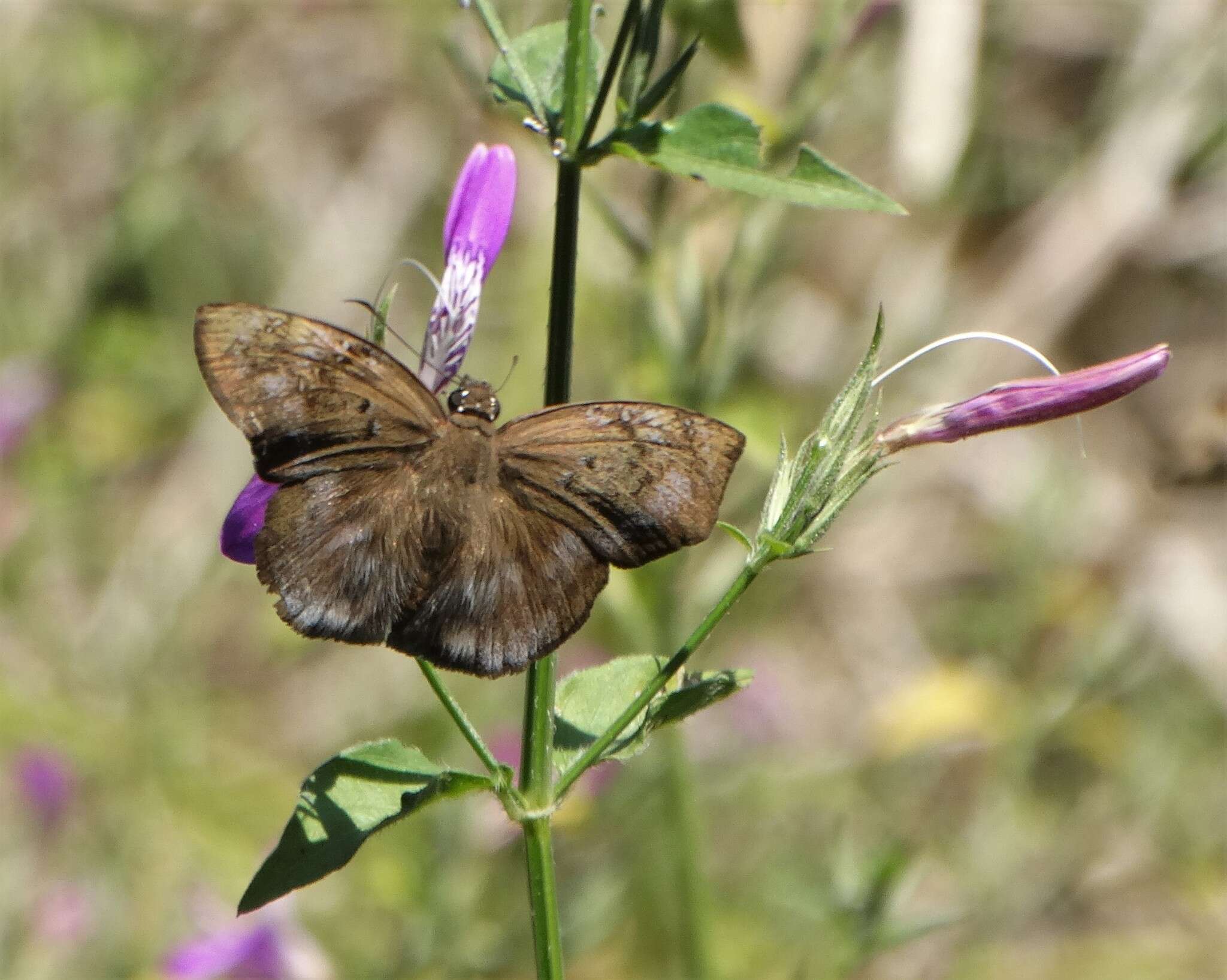 Image of Dicliptera cernua (Nees) J. C. Manning & Goldblatt