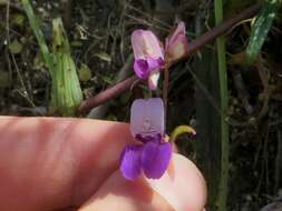 صورة Collinsia heterophylla Buist ex Graham