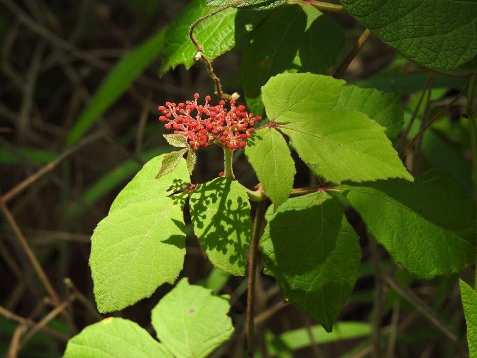 Image of Cissus microcarpa M. Vahl