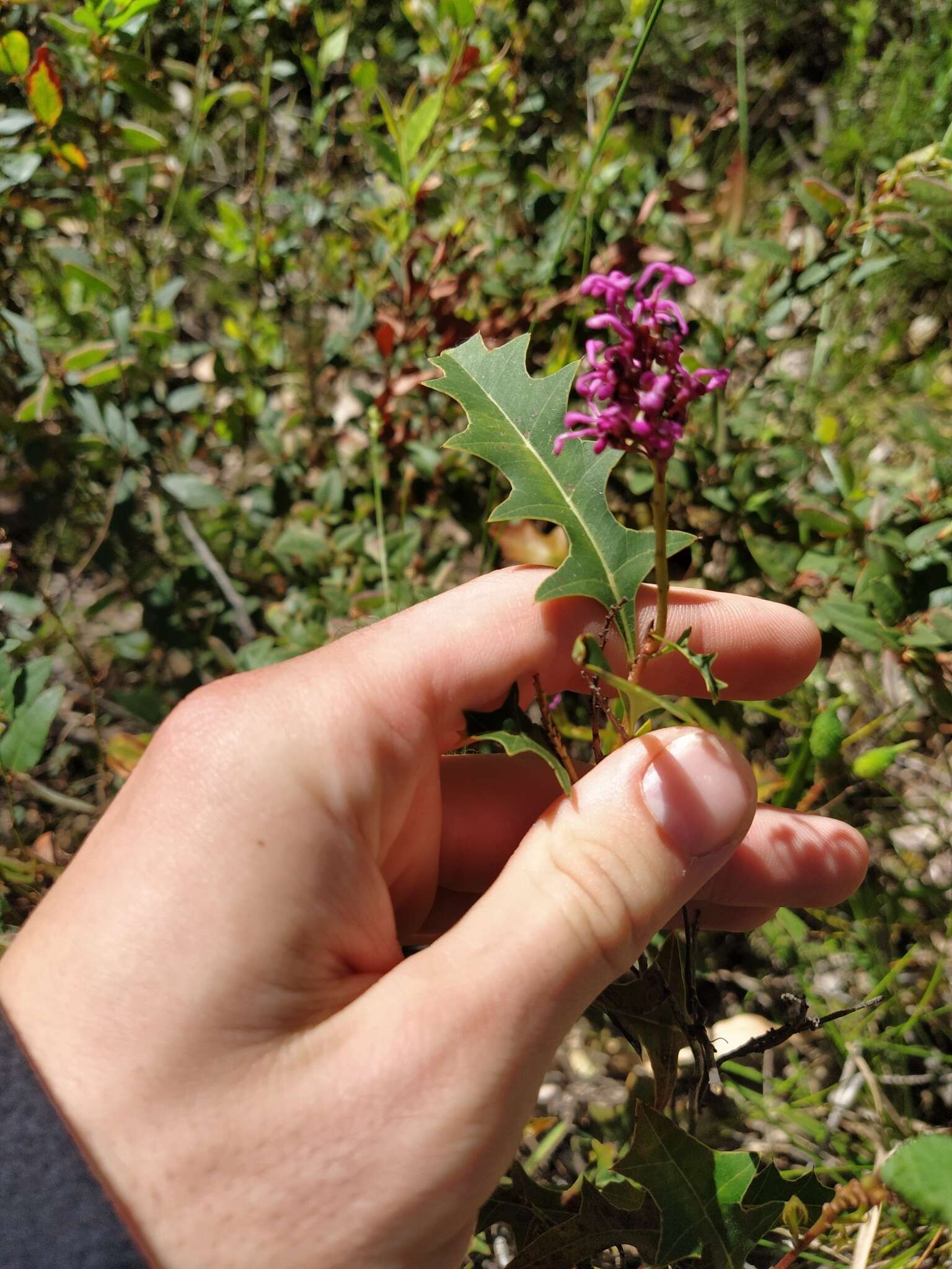 Image of Grevillea quercifolia R. Br.