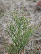 Image of Limonium bellidifolium (Gouan) Dumort.