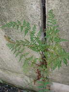 Image of upland brittle bladderfern