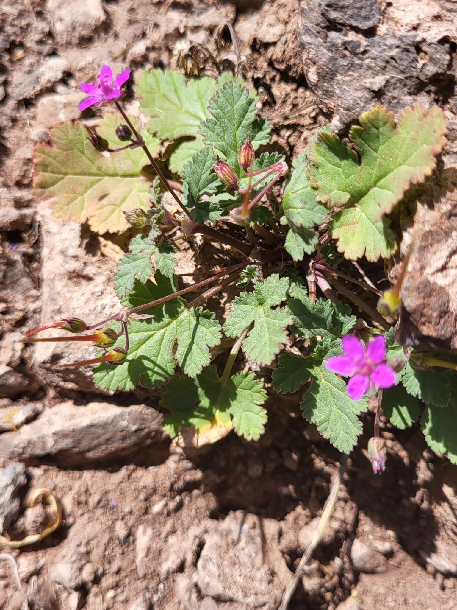 Image of Erodium chium (Burm. fil.) Willd.