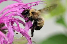 Image of Bumble-bee-mimic Anthophora