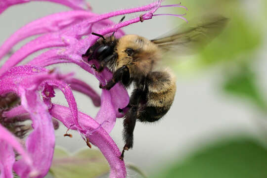 Plancia ëd Anthophora bomboides Kirby 1837