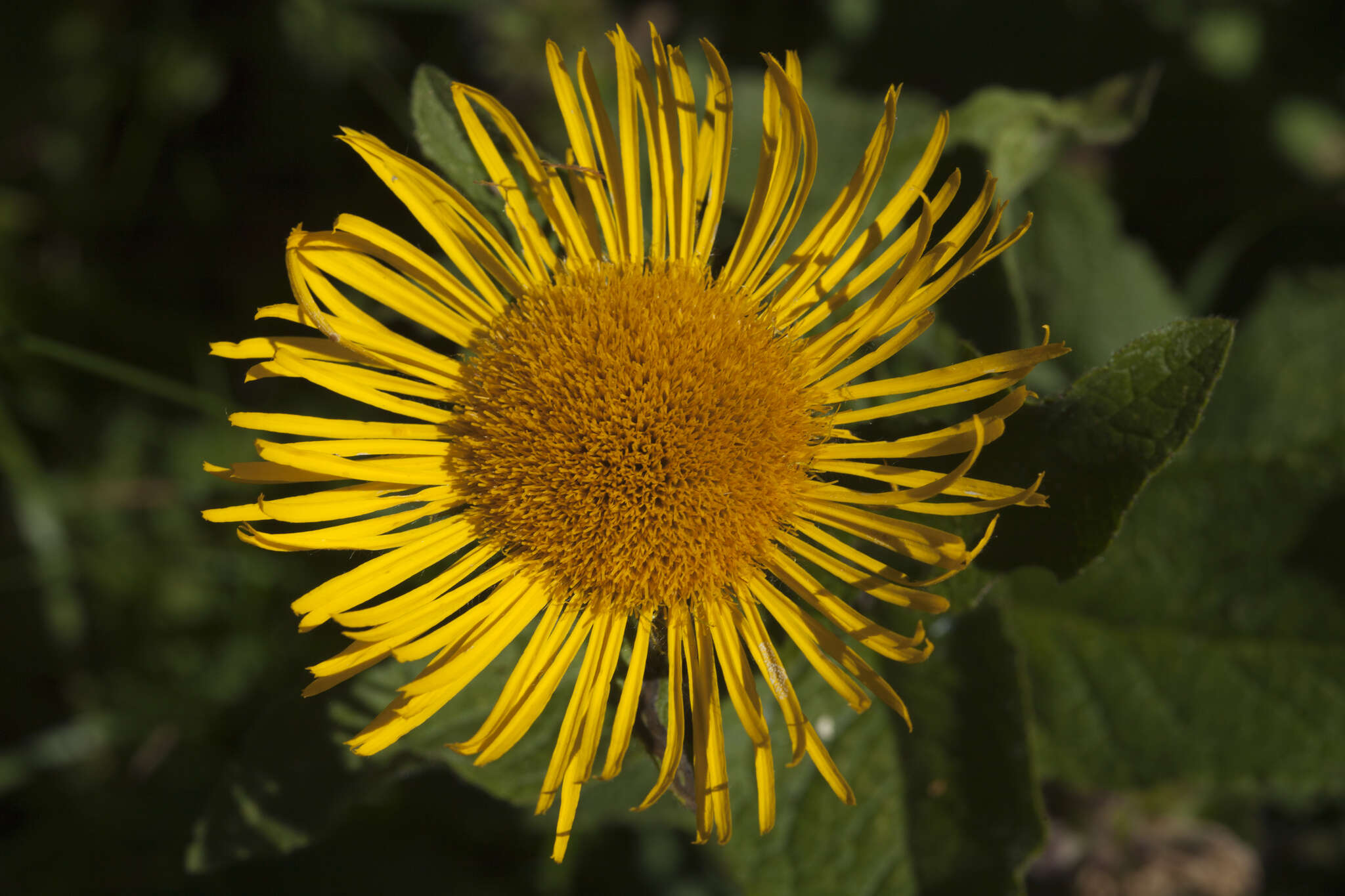 Plancia ëd Pentanema orientale (Lam.) D. Gut. Larr., Santos-Vicente, Anderb., E. Rico & M. M. Mart. Ort.