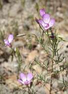 Plancia ëd Clarkia cylindrica subsp. cylindrica