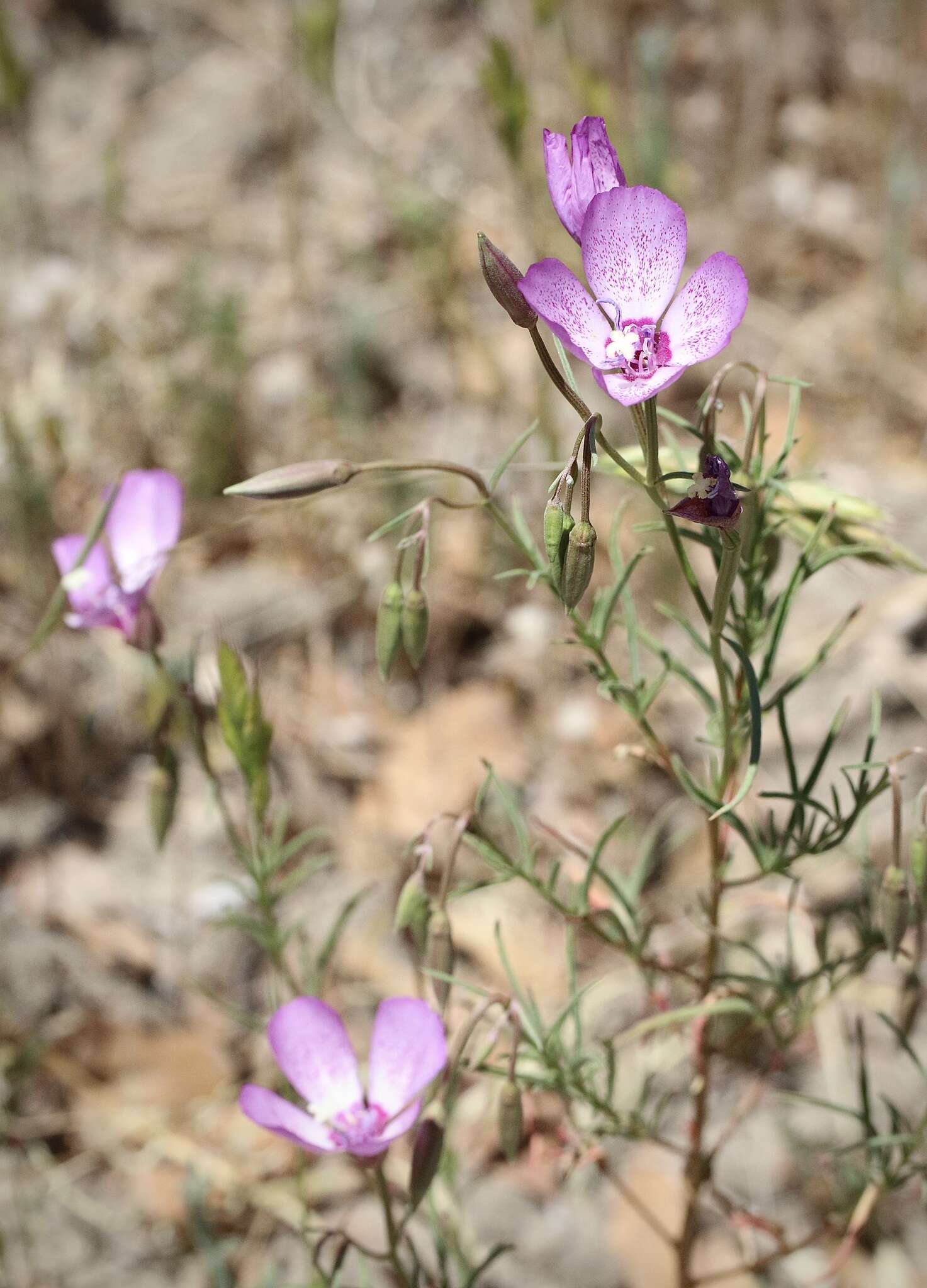 صورة Clarkia cylindrica subsp. cylindrica