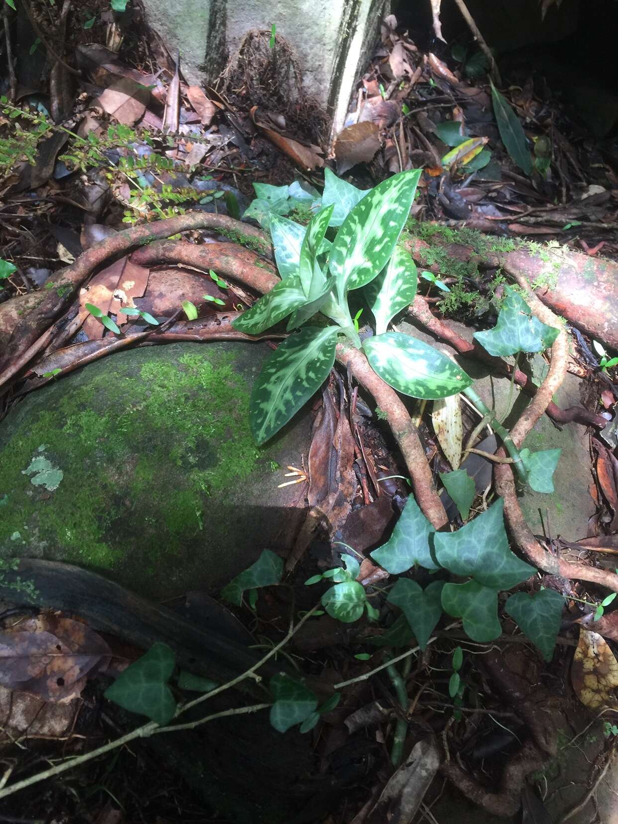 Image of Goodyera daibuzanensis Yamam.