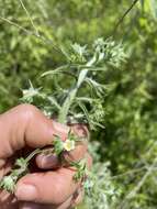 Image of Antiphytum floribunda (Torr.) A. Gray