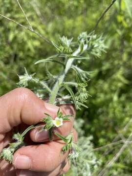 Слика од Antiphytum floribunda (Torr.) A. Gray