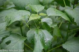 Image of Canadian woodnettle