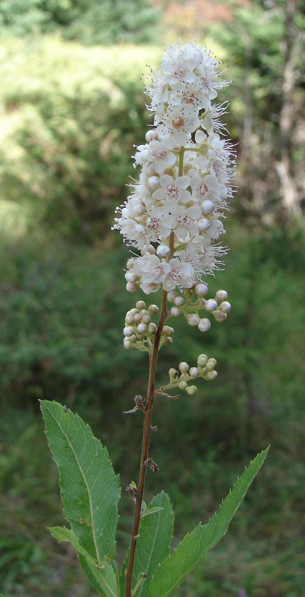 Image of Spiraea alba var. alba